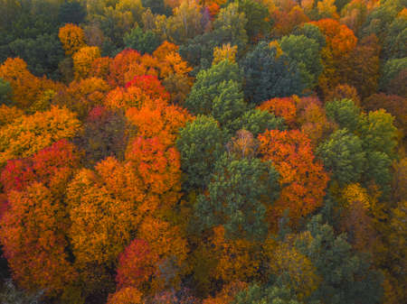 Drone view of colorful tree tops, Lithuaniaの写真素材