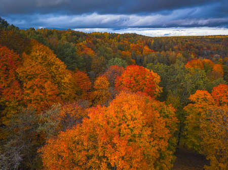 Drone view of colorful tree tops, Lithuaniaの写真素材