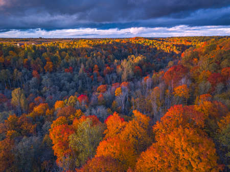 Drone view of colorful tree tops, Lithuaniaの写真素材