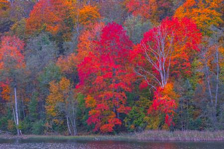 Background of colorful red tree leaves, Lithuaniaの写真素材