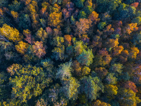 Drone view of colorful tree tops, Lithuaniaの写真素材