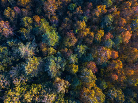 Drone view of colorful tree tops, Lithuaniaの写真素材