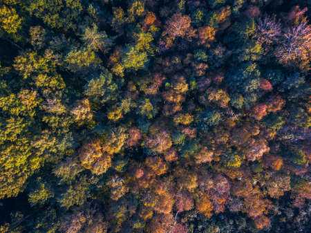 Drone view of colorful tree tops, Lithuaniaの写真素材