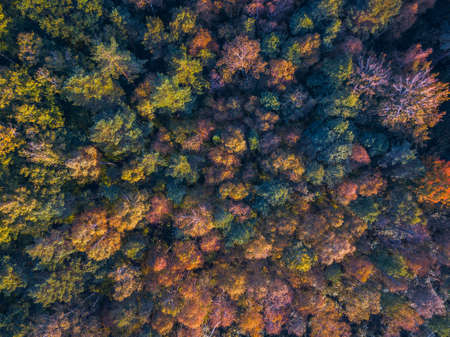Drone view of colorful tree tops, Lithuaniaの写真素材