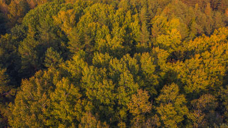 Top of the forest in the evening lightの写真素材