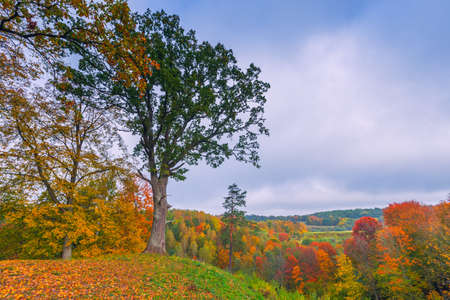 Yellow autumn background landscape with colorful forests