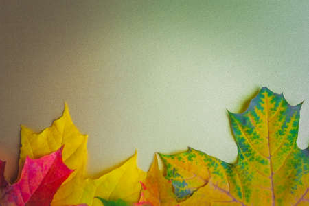 Autumn leaves on a golden background. Flat lay, top view, copy space