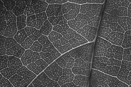 Background of black and white leaf texture, close up macro picture
