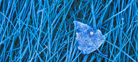 Frozen leaf background with ice crystals, deep blue color backgroundの写真素材