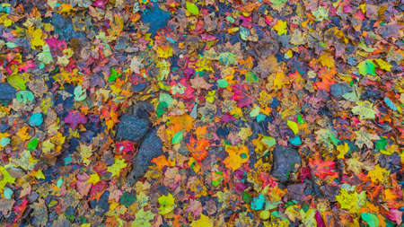 Colorful background of autumn leaves on the groundの写真素材