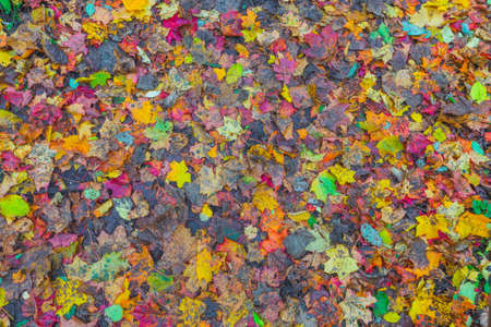 Colorful background of autumn leaves on the groundの写真素材