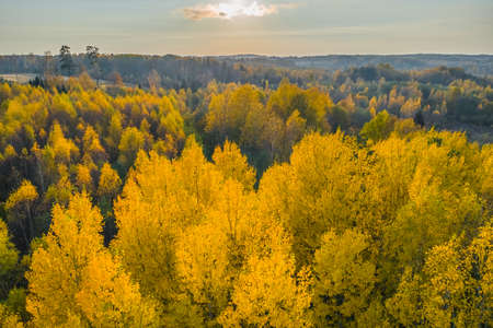 Stand of changing bright yellow trees on fall afternoonの写真素材