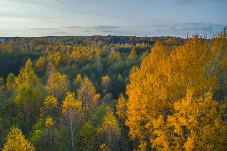 Aerial view of colored forest in autumn. Beautiful autumn forest with yellow trees. Outdoor, leaves.の写真素材