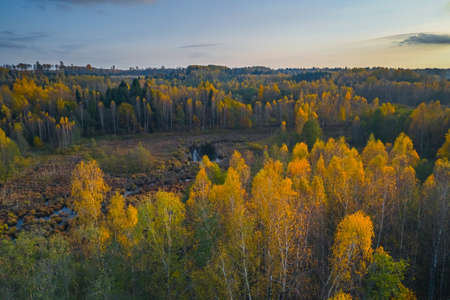 Aerial view of colored forest in autumn. Beautiful autumn forest with yellow trees. Outdoor, leaves.の写真素材