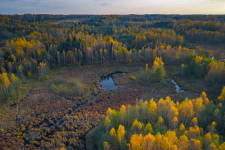 Aerial view of colored forest in autumn. Beautiful autumn forest with yellow trees. Outdoor, leaves.の写真素材