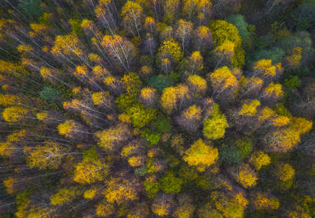 Aerial view of colored forest in autumn. Beautiful autumn forest with yellow trees. Outdoor, leaves.