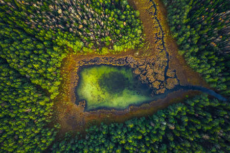 Top drone view of green swamp lake in the green forest, beautiful nature viewの写真素材