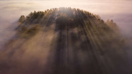 Spruce trees through the morning fog in light rays. Mountain forest at autumn foggy sunrise.の写真素材