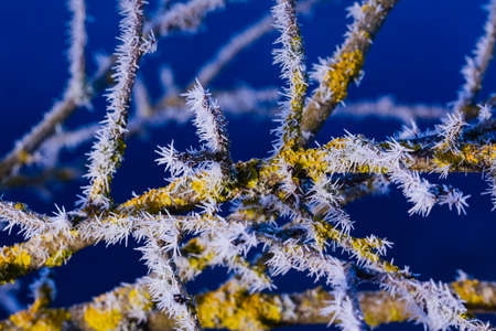 A totally frosted white branch on the bright blue sky. A branch covered in white frost with the bright blue sky backgroundの写真素材
