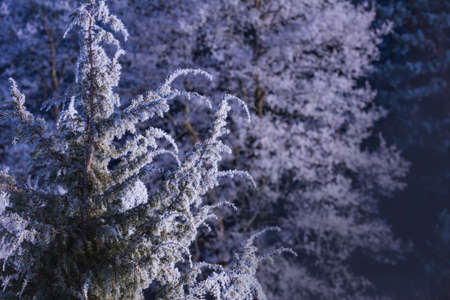 A totally frosted white branch on the bright blue sky. A branch covered in white frost with the bright blue sky backgroundの写真素材