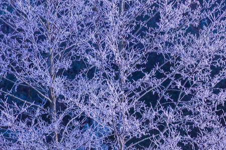 A totally frosted white branches, winter backgroundの写真素材