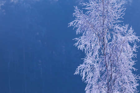 A totally frosted white branches, winter backgroundの写真素材