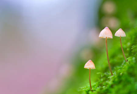 Three mushrooms in the forest on a tree trunk