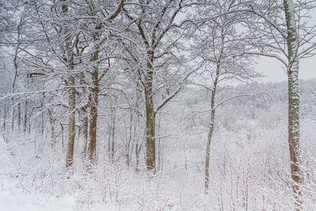Bright winter landscape with snow covered treesの写真素材
