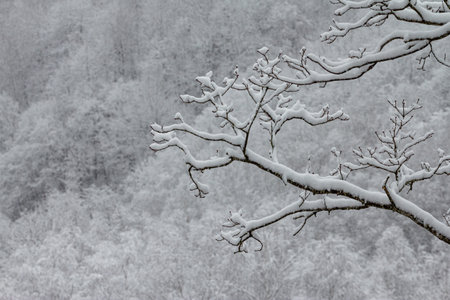 Bright winter landscape with snow covered treesの写真素材