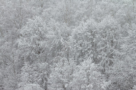 Bright winter landscape with snow covered treesの写真素材