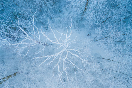Blue background texture of a frozen forest at winter, top earial viewの写真素材