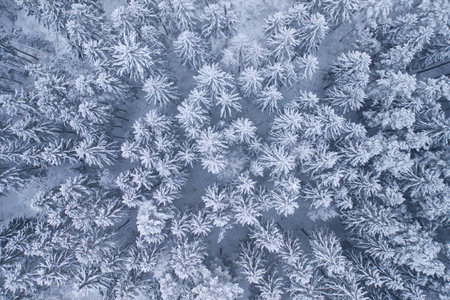 White background texture of a frozen forest at winter, top earial viewの写真素材