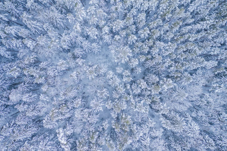 White background texture of a frozen forest at winter, top earial view