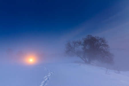 Winter night landscape with a path, fog, and a treeの写真素材