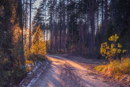 Idyllic pine forest landscape and colorful low sunset light. spring evening walk in the peaceful and relaxing wood with warm lightの写真素材