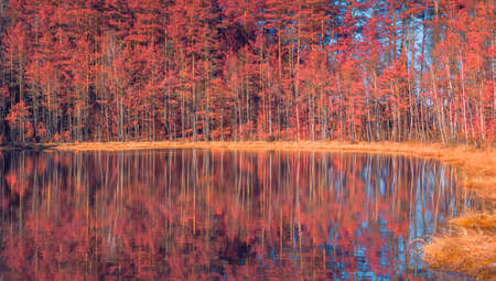 Fantasy forest with lake, red color treesの写真素材