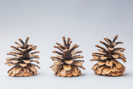 Big set of cones various coniferous trees isolated on whiteの写真素材
