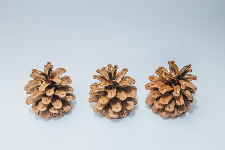 Big set of cones various coniferous trees isolated on whiteの写真素材