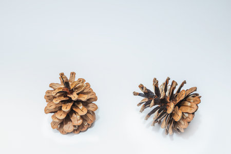Two cones various coniferous trees isolated on whiteの写真素材