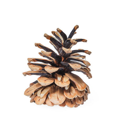 Cone of coniferous tree isolated on white