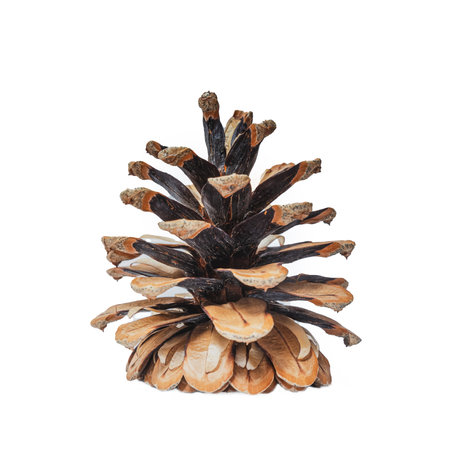 Cone of coniferous tree isolated on whiteの写真素材