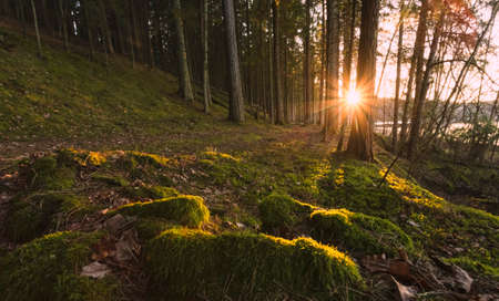 Wooded forest trees backlit by golden sunlight before sunset with sun rays pouring through trees on forest floor illuminating mossの写真素材
