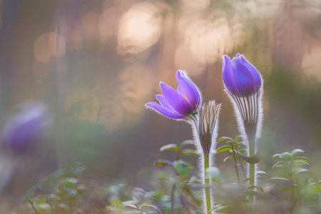 Pasqueflowers blooming at spring in the forestの写真素材