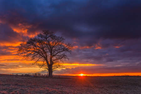 Red sunset with Oak tree at Dawnの写真素材