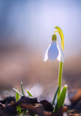 Snowdrop- spring white flower with bright shiny sunの写真素材