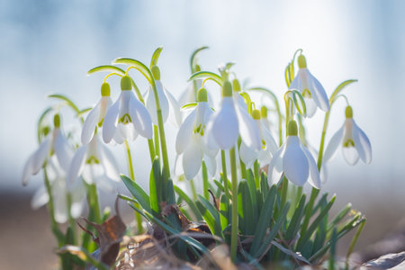 Snowdrops - spring white flowers with bright shiny sunの写真素材