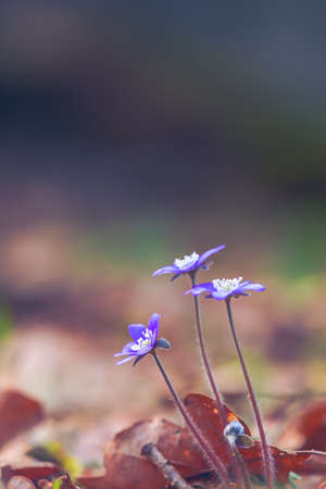 Spring flower. Beautiful colorful plant in the forest. Hepatica nobilisの写真素材