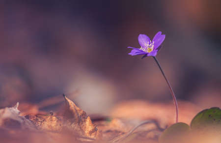 Spring flower. Beautiful colorful plant in the forest. Hepatica nobilisの写真素材
