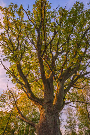 The trunk of old oak tree, evening lightの写真素材