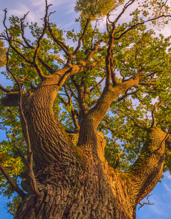 The trunk of old oak tree, evening lightの写真素材